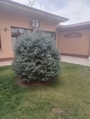 Archa karaleviskiy