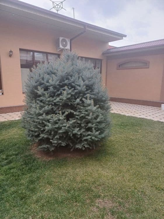 Archa karaleviskiy — 1