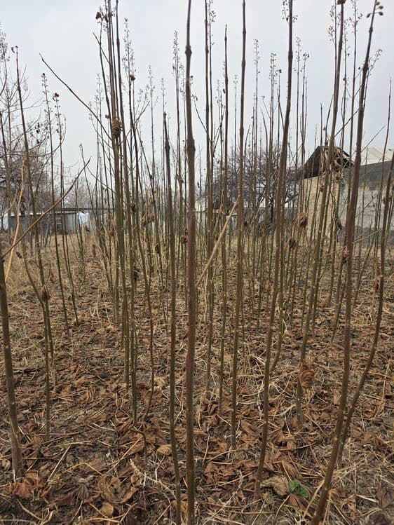 Павлоня кучатлари сотилади — 3