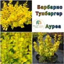 Барбарис тунбергер ауреа оптом