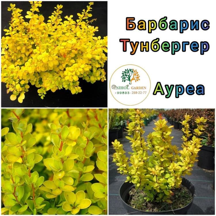 Барбарис тунбергер ауреа оптом — 1