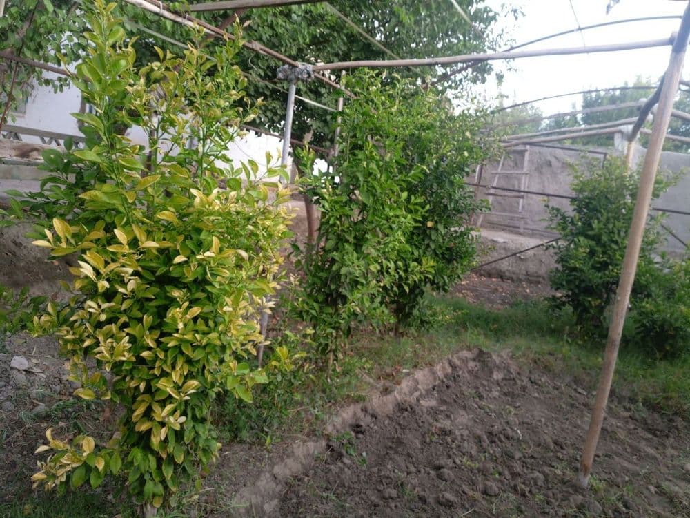 Limon koʼchatlari sotiladi — 1
