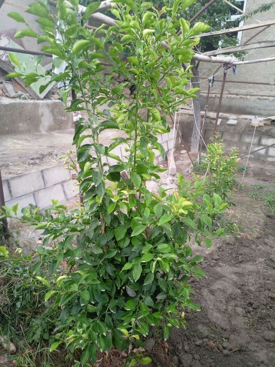 Limon koʼchatlari sotiladi — 2