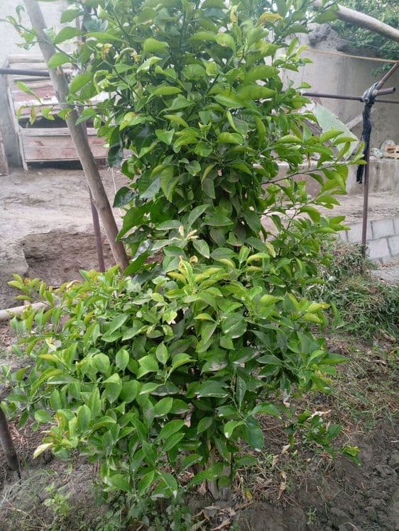 Limon koʼchatlari sotiladi — 4