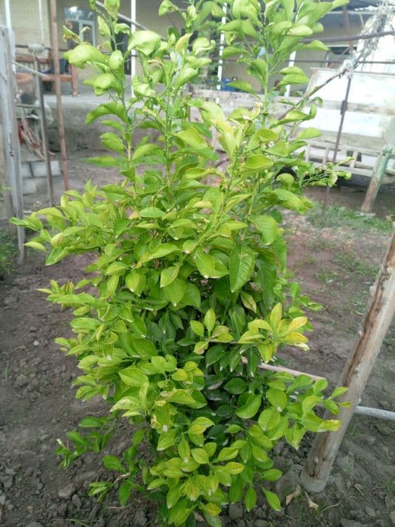 Limon koʼchatlari sotiladi — 5
