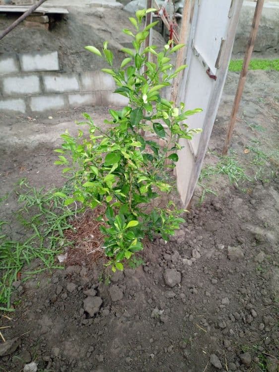 Limon koʼchatlari sotiladi — 6