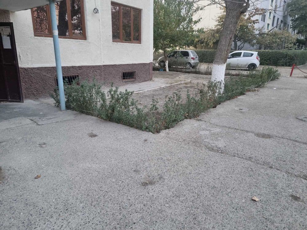 Продается изгородь лигустра — 1