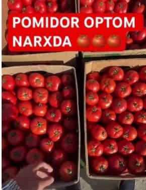 Pamidor optom , Andijon waxar — 1