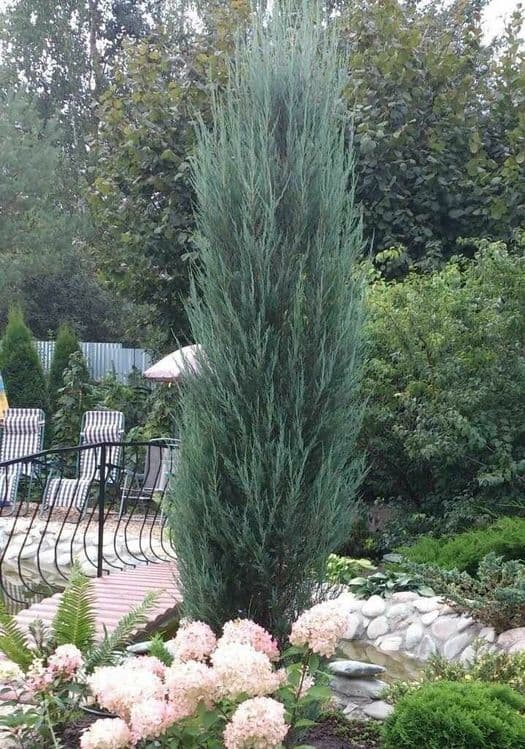 Можжевельник блю эрроу саженец — 8