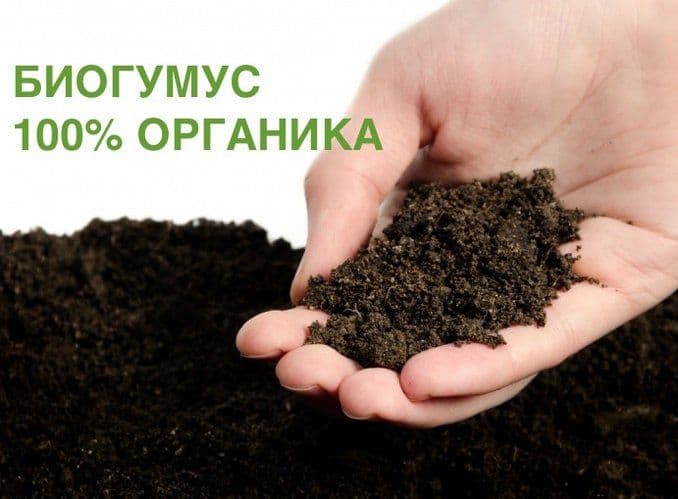 Sifatli toza Biogumus sotiladi. — 1