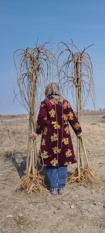 Mevali va manzarali koʻchatlari sotiladi — 2
