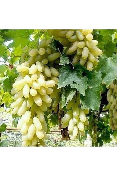 Uzum ko'chatlari Gullar va Mevali daraxt ko'chatlari aniq Sortlardan. — 3