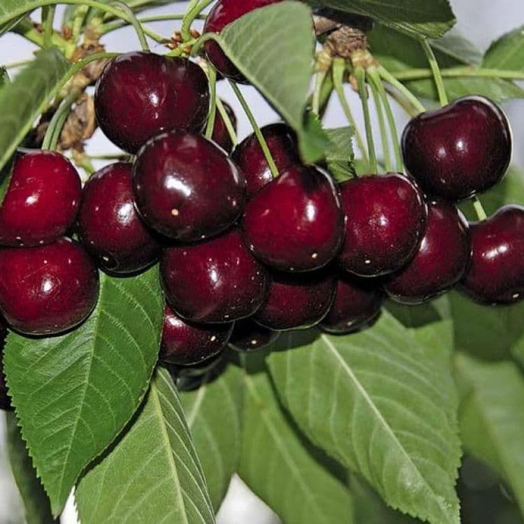 Uzum ko'chatlari Gullar va Mevali daraxt ko'chatlari aniq Sortlardan. — 5