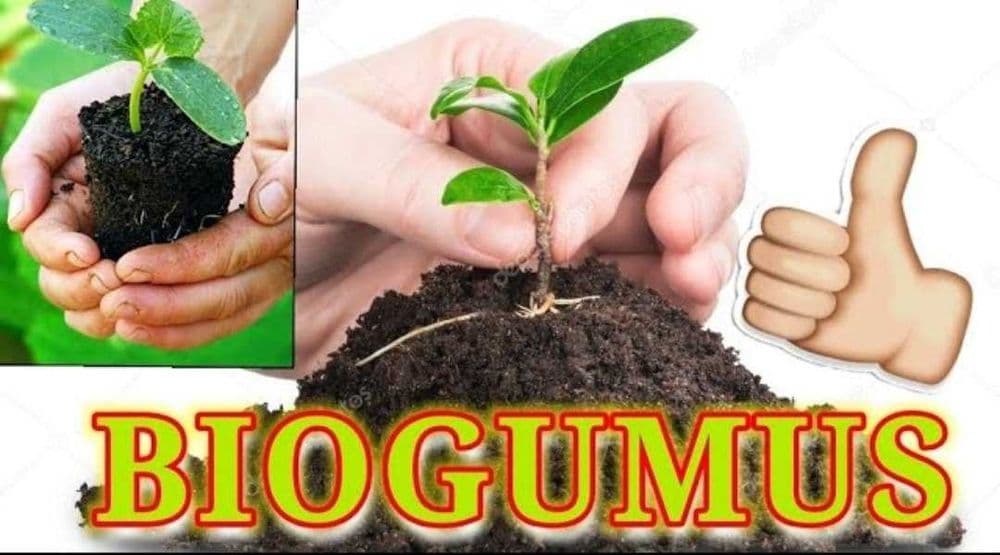 Биогумус сотилади — 1