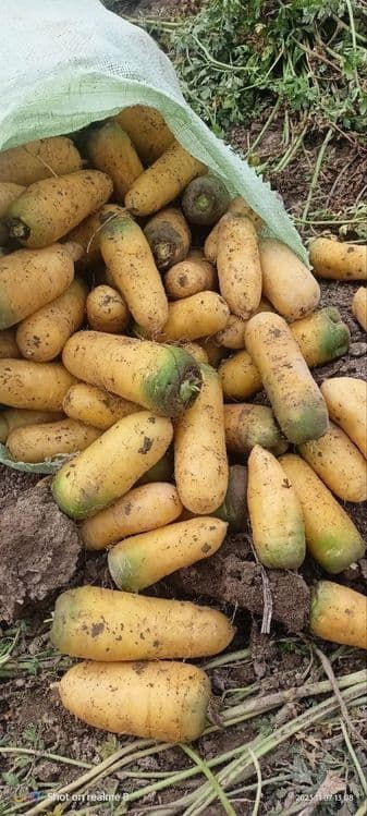 Sabzi uruģi sotiladi — 8