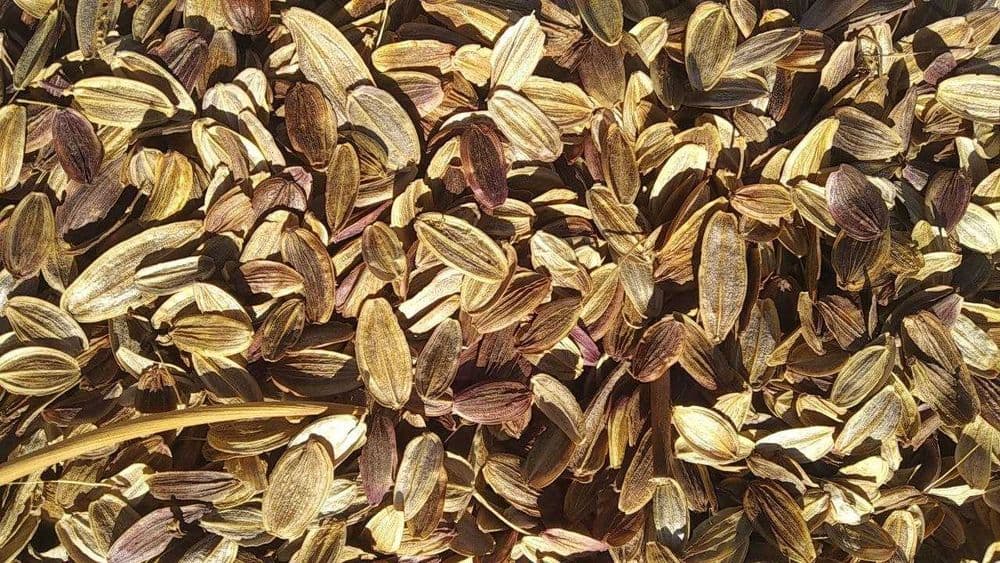 Kovrak ko'chati,So'rti kohiston o'ljan,bunday narxda topa olmaysiz — 1