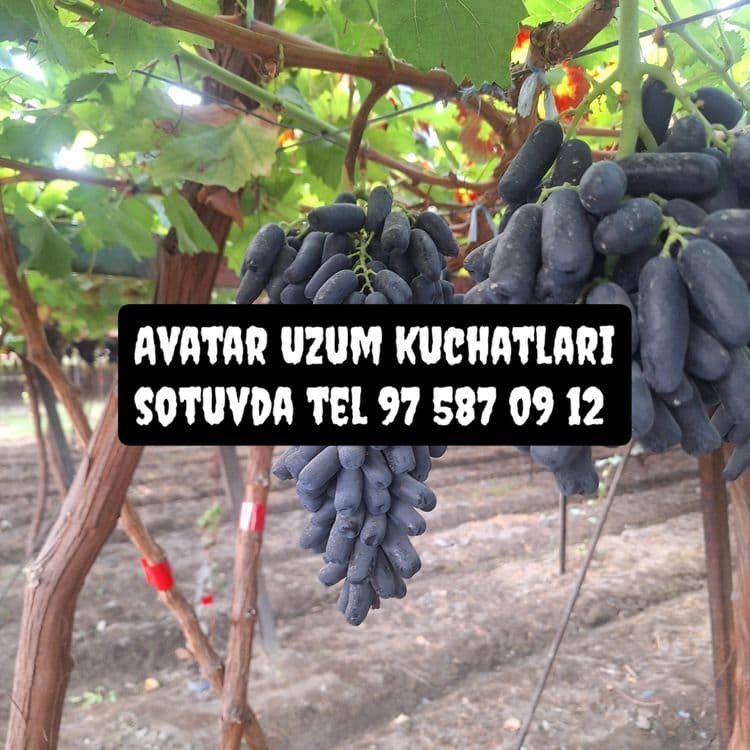 Biogumus, Pavloniya, kuchatlari,Avatar uzum kuchatlari sotuvda. — 8