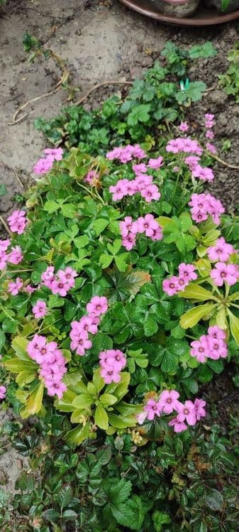 Кислица кучати, саженцы kuchati — 4