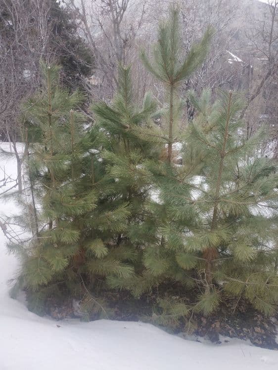 Ассалому алайкум, Кримиская арча кучатлари сотилади, — 1