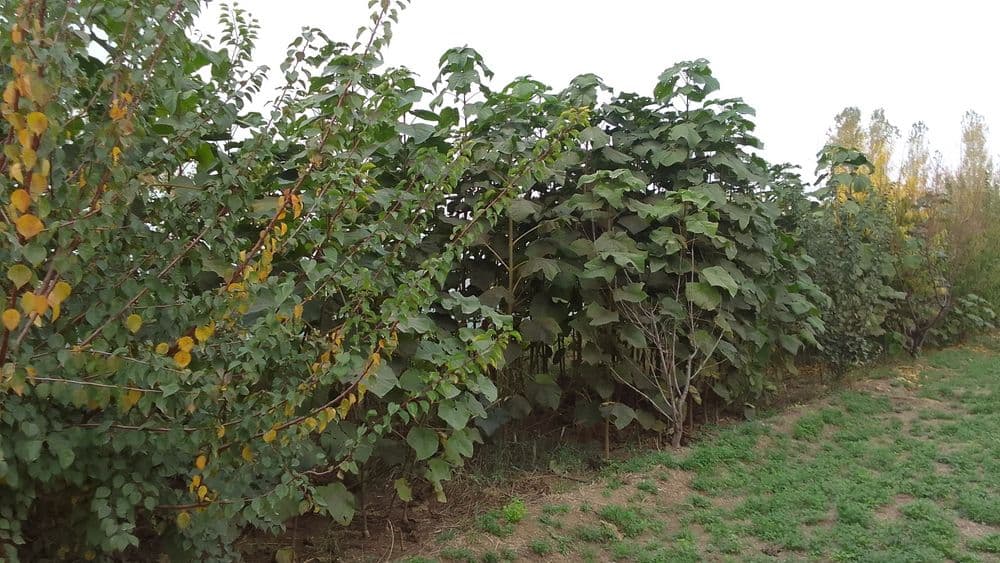 Palonya daraxt kochati — 12
