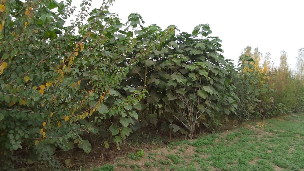 Palonya daraxt kochati — 13