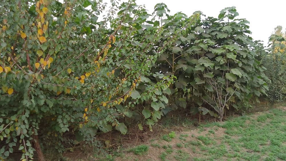 Palonya daraxt kochati — 14