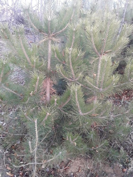 Крим арча кучатлари сотилади — 14