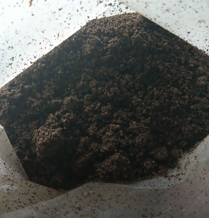 Biogomus sotiladi — 12