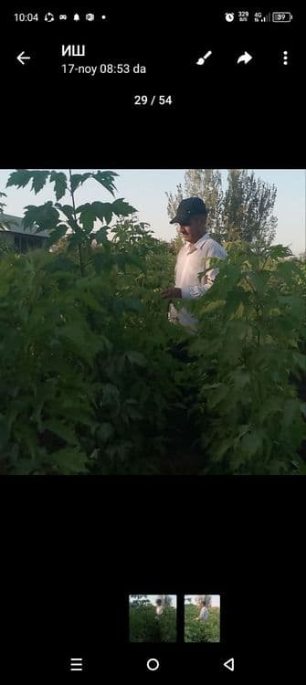 Бодом кучатлари, — 1