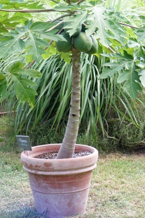 Banan papaya ananas  Sitrus ko'chatlar sotiladi — 6