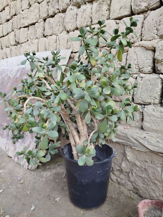 Dollor gul. Holati a'lo — 2