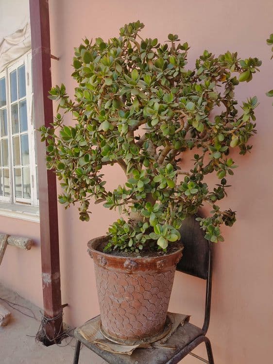 Katta va baquvvat "Dollar guli" (Krassula) sotiladi / Pul daraxti