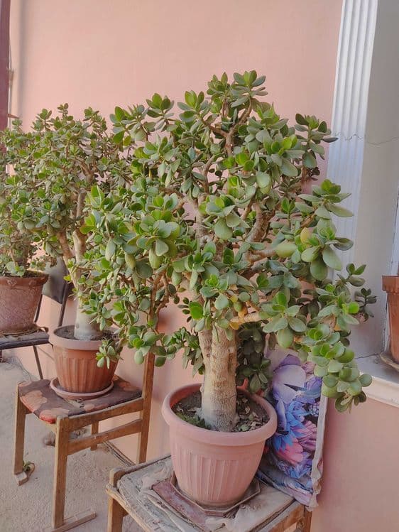 Katta va baquvvat "Dollar guli" (Krassula) sotiladi / Pul daraxti — 2