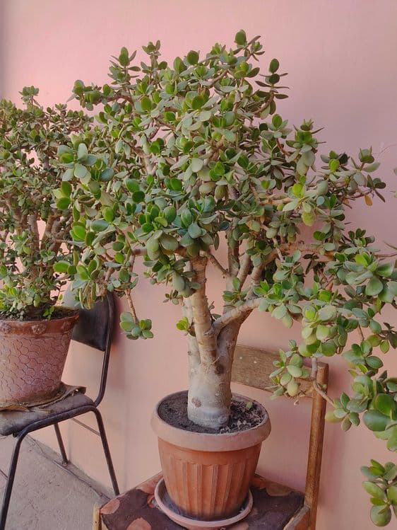 Katta va baquvvat "Dollar guli" (Krassula) sotiladi / Pul daraxti — 3