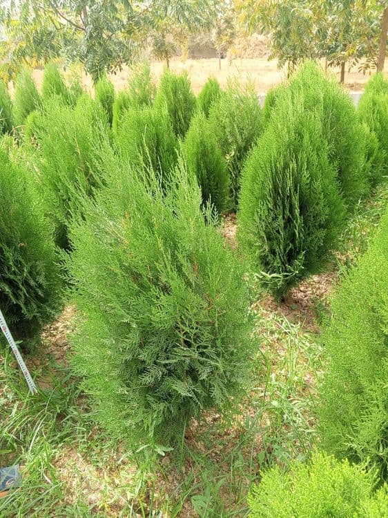Туя книжная (Thuja plicata) — оптом с собственного поля! — 4