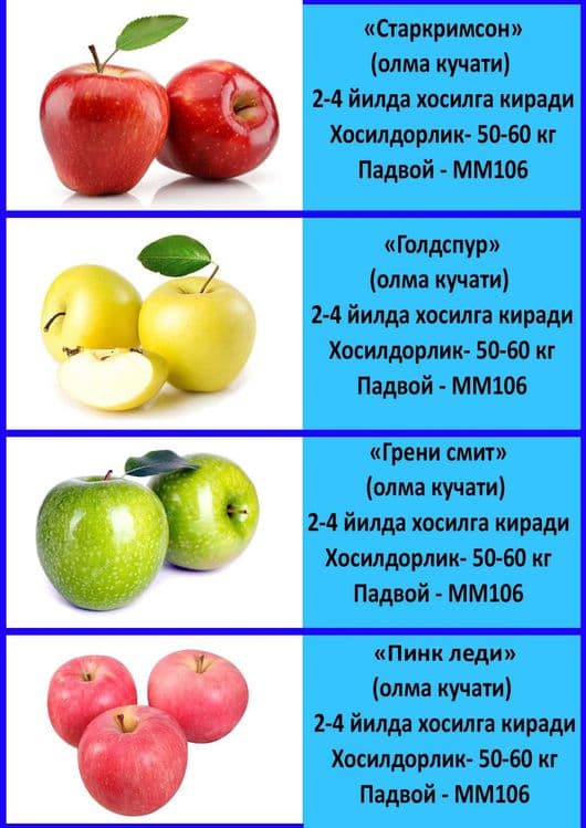 Mevali koʻchatlar — 9