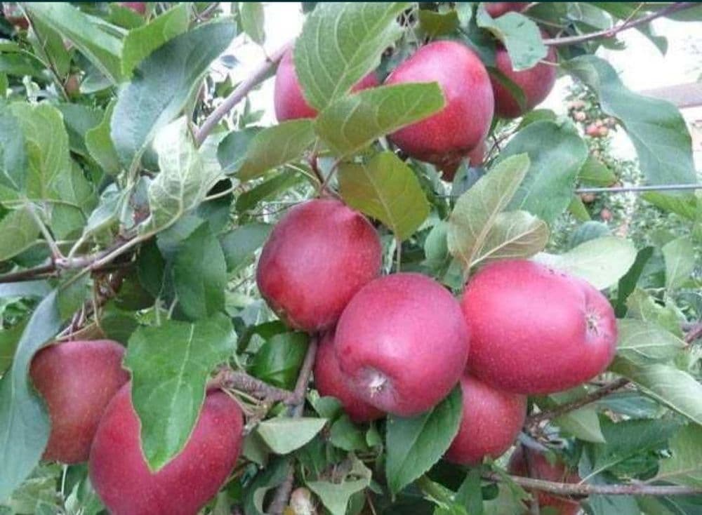Олма кучатлари бор 100 фойз — 7