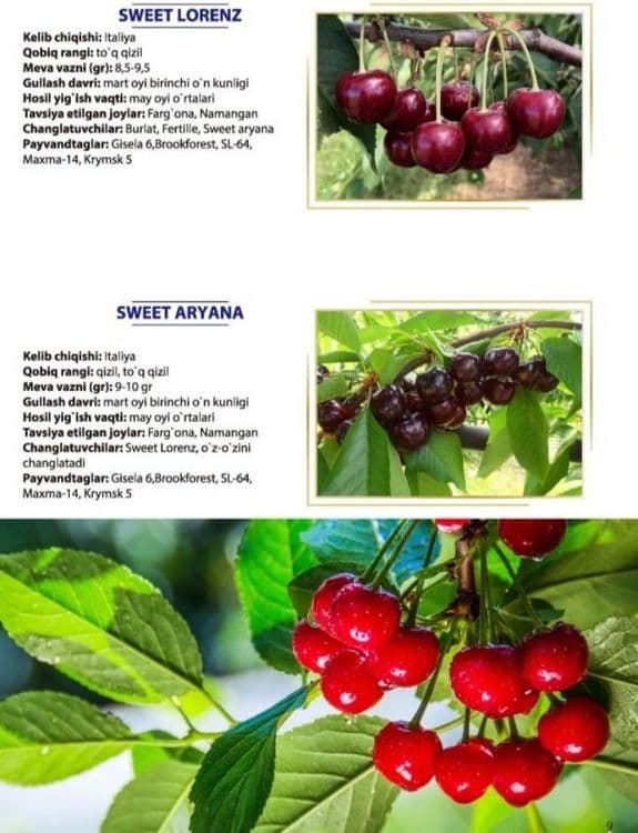 Гилос кучатлар бор 100% ишонжли — 2