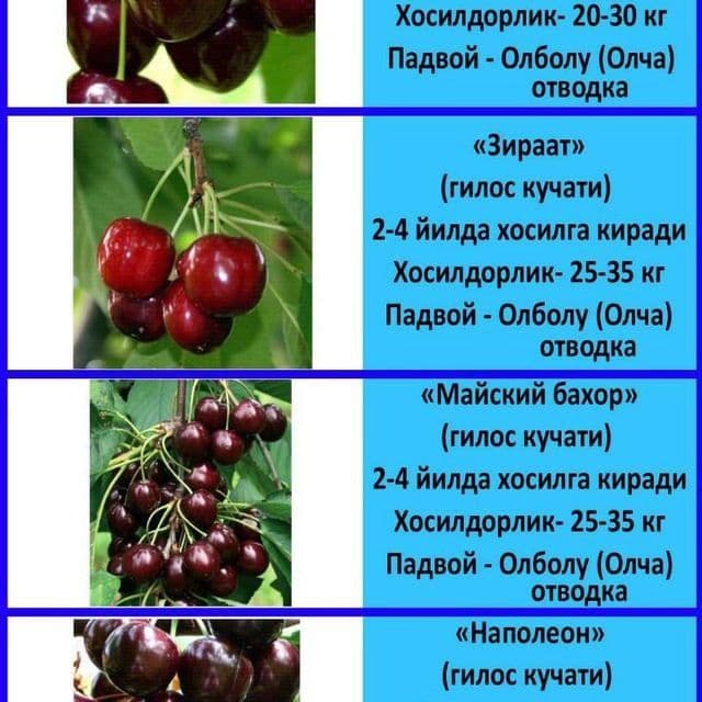 Гилос кучатлар бор 100% ишонжли — 8