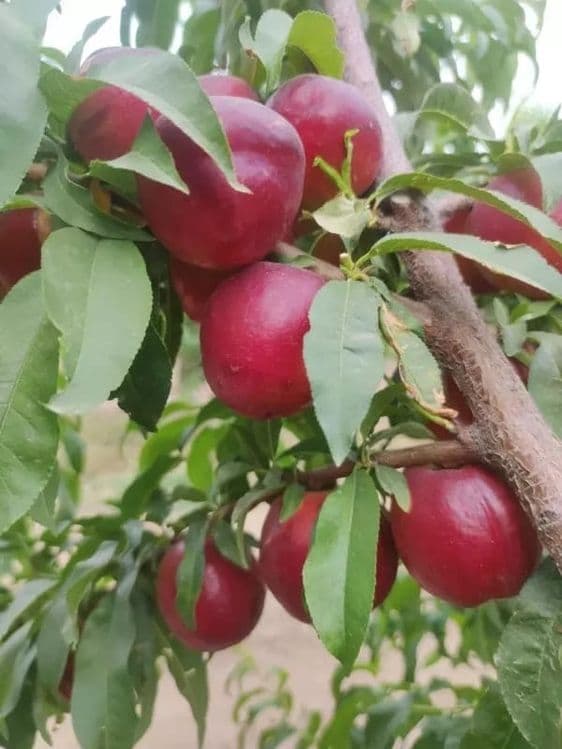 Баржа турдаги шафтоли кучатлари бор 100 к. — 1