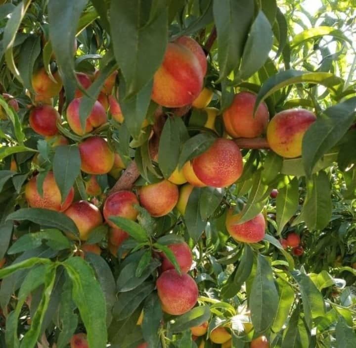Баржа турдаги шафтоли кучатлари бор 100 к. — 2