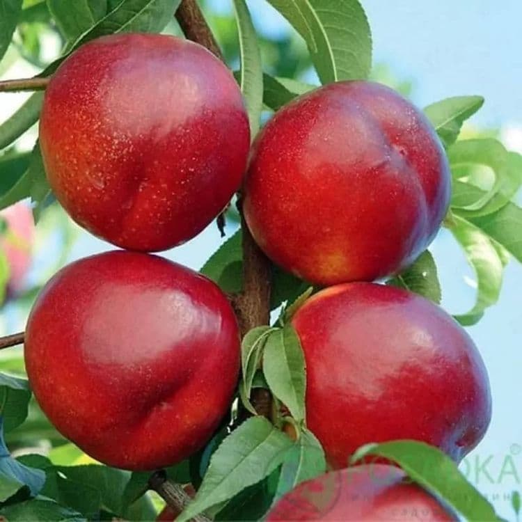 Баржа турдаги шафтоли кучатлари бор 100 к. — 7