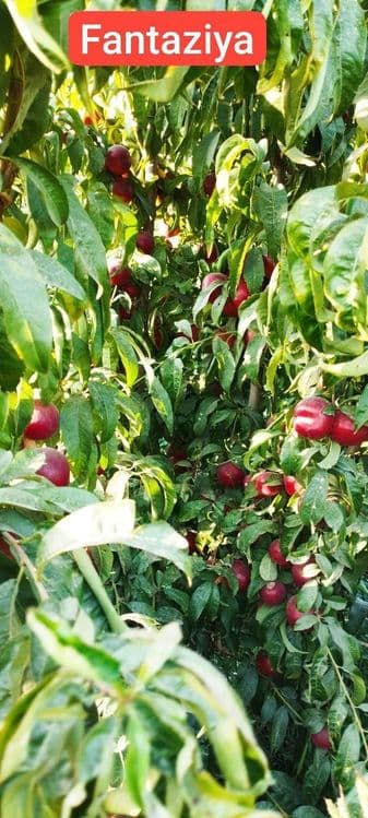 Шафтоли кучати  фантазия нави — 1