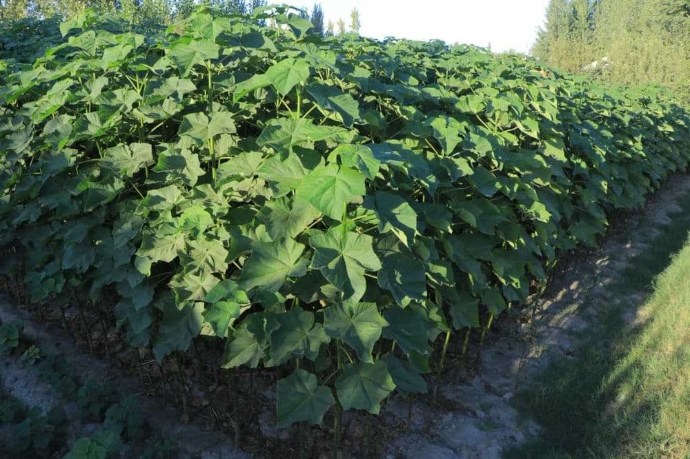 Павловния кучати бор — 6