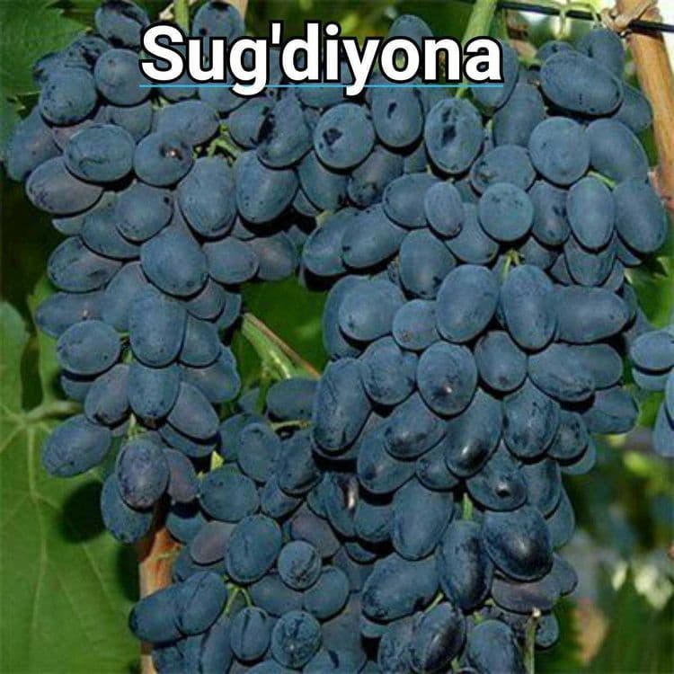 Uzum узум кучатлар шредер агро — 8