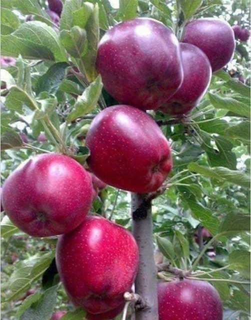 Мевали кучатлар сотуви — 14