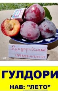Мевали дарахт кўчатлари сотувда — 5