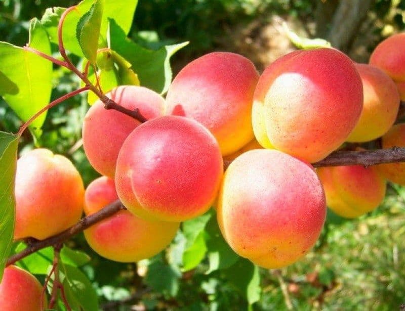 Урик кучатлари бор — 3