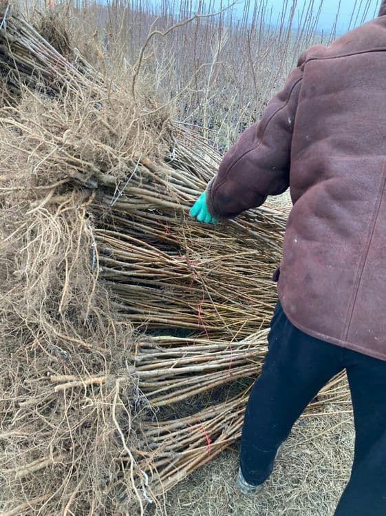 Barcha turdagi kuchatlar intinsif karlik polkarlik xamasi bor — 14