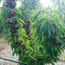 Gilos koʼchatlari